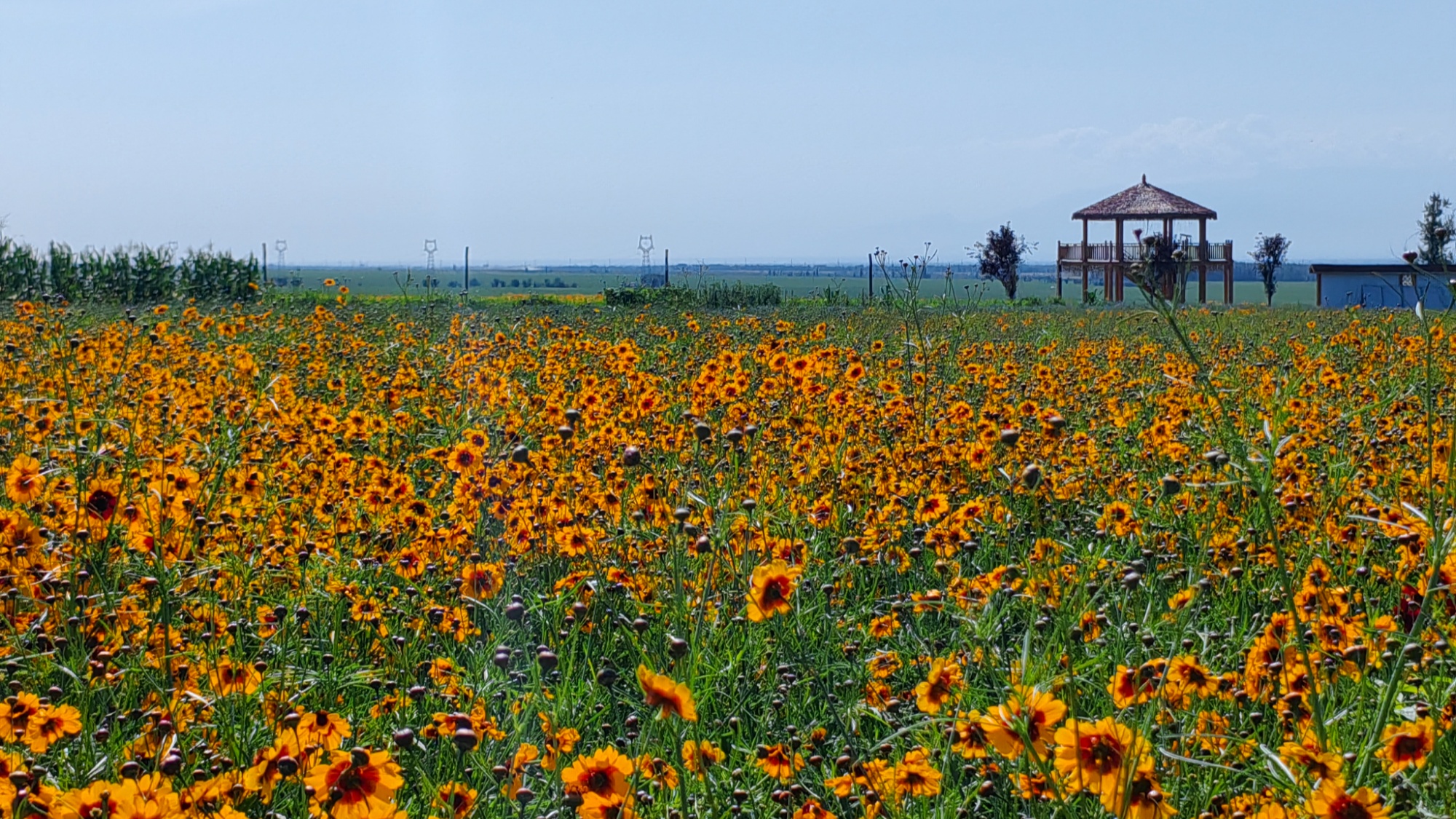 博乐：荒坡变花园 村庄变景区(图4)