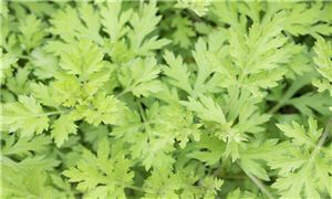 2024年游乐园行业市场深度发展研究 未来发展前景分析(图3)